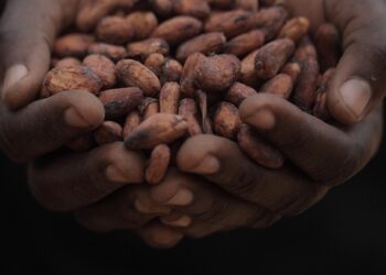 Cargill studies suggest chocolate makers need sustainability endorsement