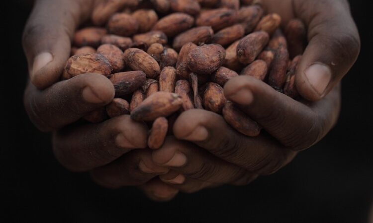 Cargill studies suggest chocolate makers need sustainability endorsement
