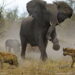 The turf-war between the elephant and hyena – In Ghana’s hydrocarbons jungle