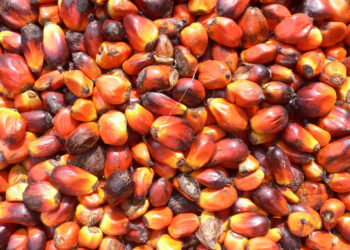 Ghana to become regional top performer in palm oil production