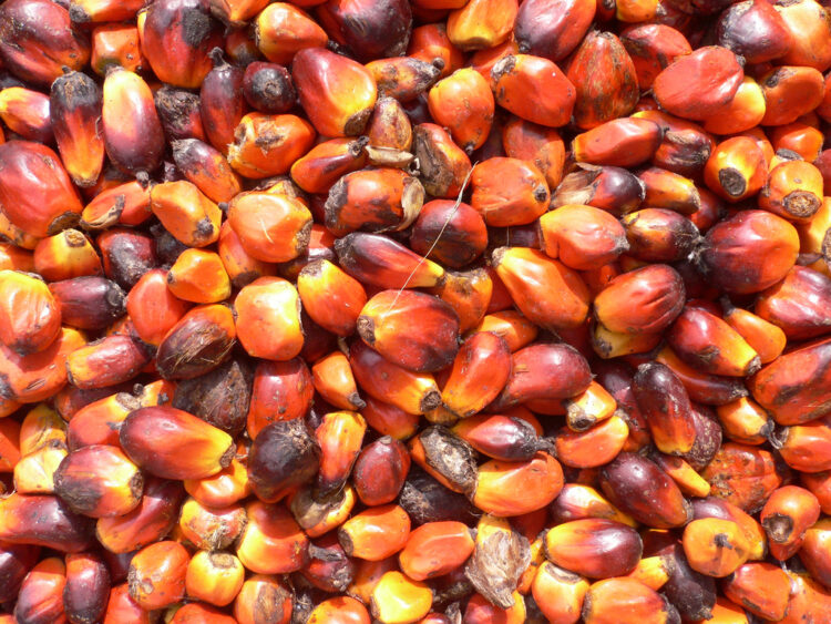 Ghana to become regional top performer in palm oil production