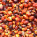 Ghana to become regional top performer in palm oil production