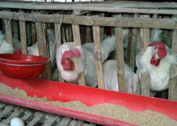 Segregate maize for humans, poultry consumption — agric expert