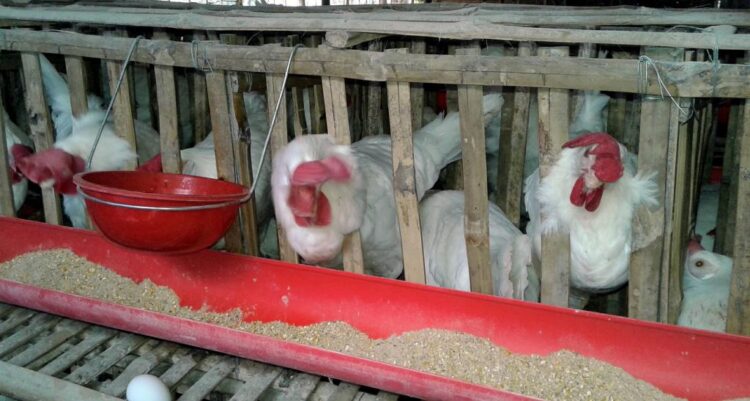 Segregate maize for humans, poultry consumption — agric expert