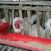 Segregate maize for humans, poultry consumption — agric expert