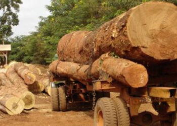 Forestry Commission to probe Executive Director’s alleged involvement in illegal timber business