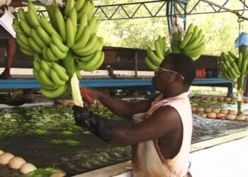 Ghana-UK Trade Agreement: British companies begin rejecting Ghanaian imports