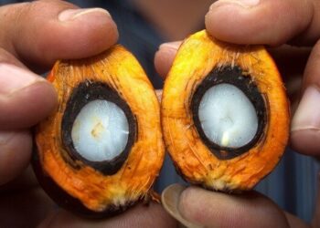 The State of the Oil Palm Industry Worldwide