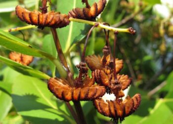 Seychelles: Plan For New Dam Raises Concerns about Impact on Rare, Unique Tree