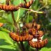 Seychelles: Plan For New Dam Raises Concerns about Impact on Rare, Unique Tree