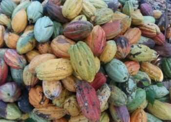 Economy, Cocoa:  Expectations Remain High Amid Concerns Over Delayed Rains
