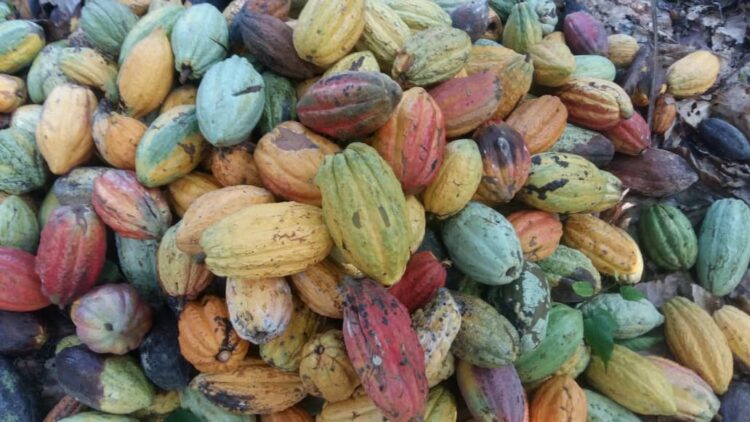 Economy, Cocoa:  Expectations Remain High Amid Concerns Over Delayed Rains