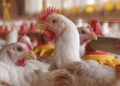 Bird Flu Outbreak Hits Kpone-Katamanso