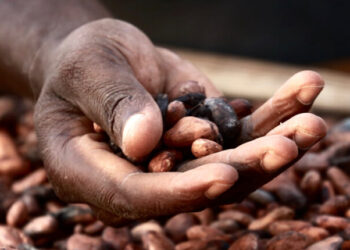 Fairtrade Africa Engages Cocoa Cooperatives to Boost Production￼