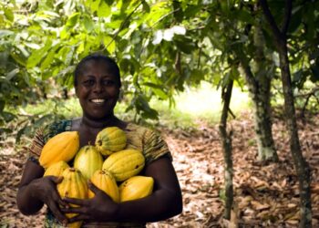 COCOBOD announces closure of main cocoa crop season￼
