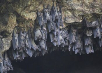 Marburg virus: All you need to know