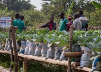 ￼10 Reasons Why Local Agro-Economic Clusters should Choose Local Buyers