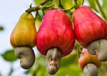 Ghana wants more for its cashews, but it’s a tough nut to crack