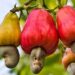 Ghana wants more for its cashews, but it’s a tough nut to crack