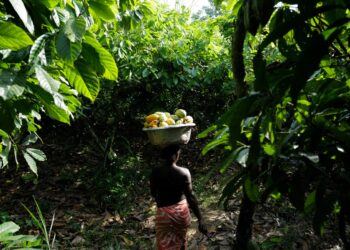 Ghana cocoa farmers revolt over prices, threaten mass smuggling