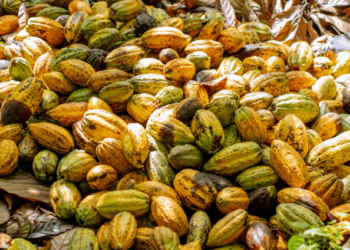 Cocoa farmers revolt over prices, threaten mass smuggling